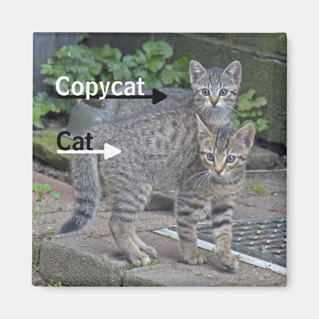 Íman Foto Engraçado de Gato e Copycat (Frente)
