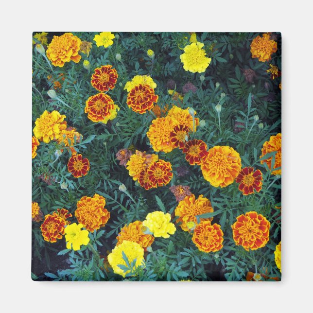 Íman Foto Floral do bonito Orange Marigolds (Frente)