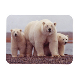 Íman Foto Grátis Da Família Polar Bear