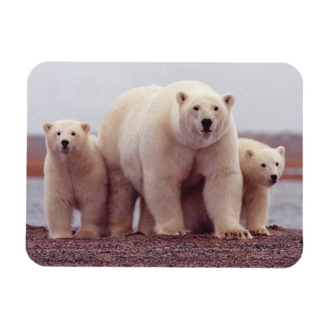Íman Foto Grátis Da Família Polar Bear (Horizontal)