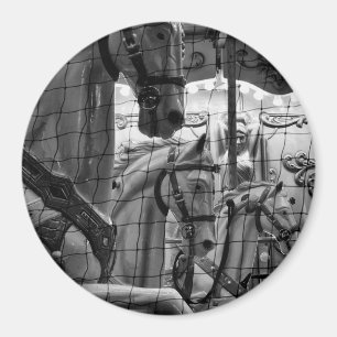 Íman Foto legal, urbana, moderna dos cavalos do