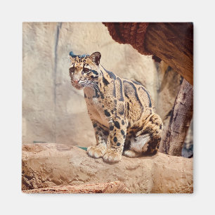 Íman foto-leopardo nublada natureza vida selvagem exóti