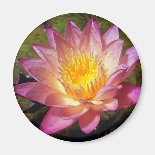 Íman Foto Lily De Água Rosa (Frente)