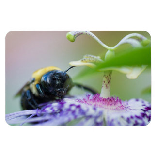 Íman Foto macro Bumble Bee