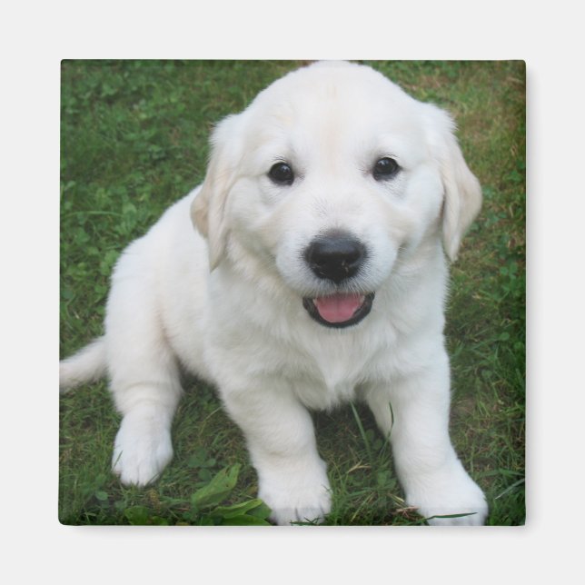 Íman Foto Moderno Simples Personalizado Pet Fofo (Frente)