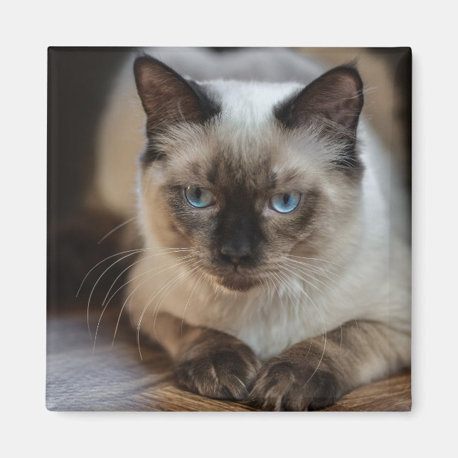 Íman Foto Personalizada de Cat Pet Pet (Frente)