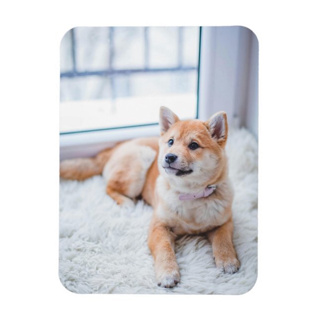 Íman Foto personalizada simples de Pet (Vertical)