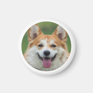 Íman Foto Pet Personalizada