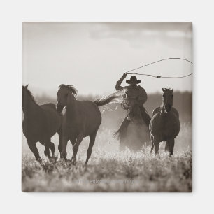 Íman Foto preto e branco de cavalos de um Lassoing do