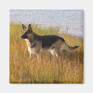 Íman Foto produzida pura do german shepherd no ímã