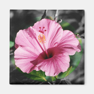 Íman Foto rosa de Hibiscus