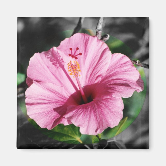 Íman Foto rosa de Hibiscus (Frente)