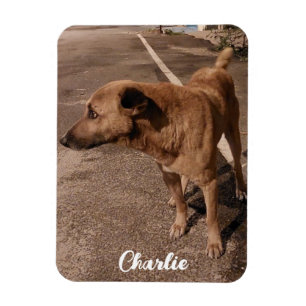 Íman Foto simples moderna Pet