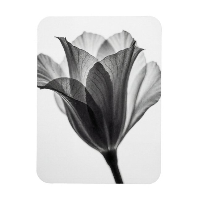 Íman Fotografia artística botânica monocromática (Vertical)