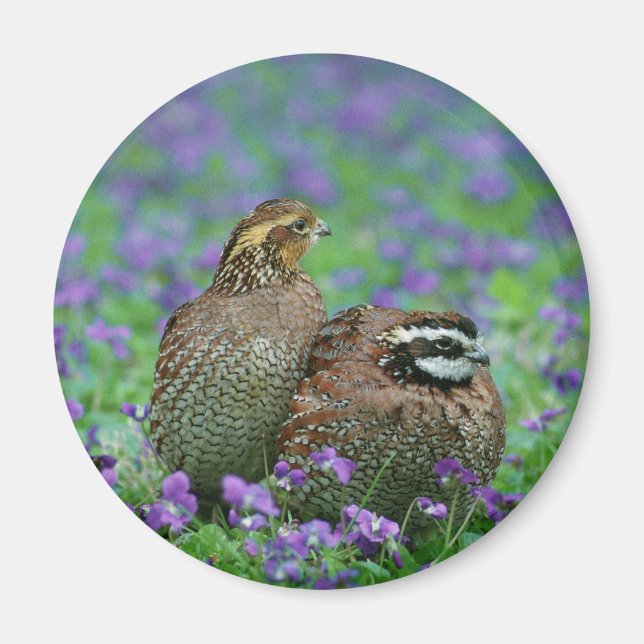 Íman Fotografia Bobwhite Quail (Frente)