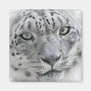 Íman Fotografia branca exótica do leopardo de neve