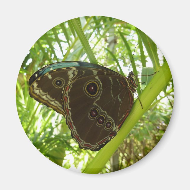 Íman Fotografia da Borboleta Azul Morpho na Natureza (Frente)
