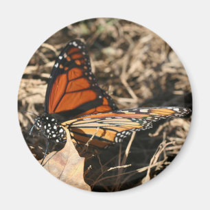 Íman Fotografia da Borboleta Monarca em Pose na Naturez