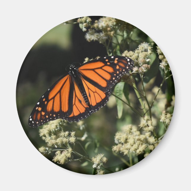 Íman Fotografia da Borboleta Negra Laranja (Frente)
