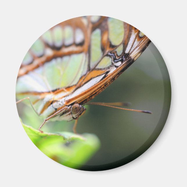 Íman Fotografia da Face de Borboleta na Natureza (Frente)