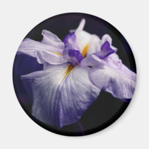 Íman Fotografia da Flor de Íris Japonesa Roxa