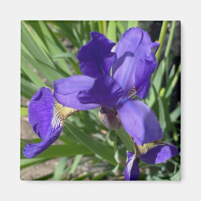 Íman Fotografia da Flor de Íris Roxa (Frente)