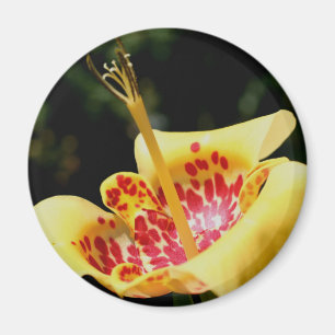 Íman Fotografia da Flor de Lírio com Manchas Amarelas