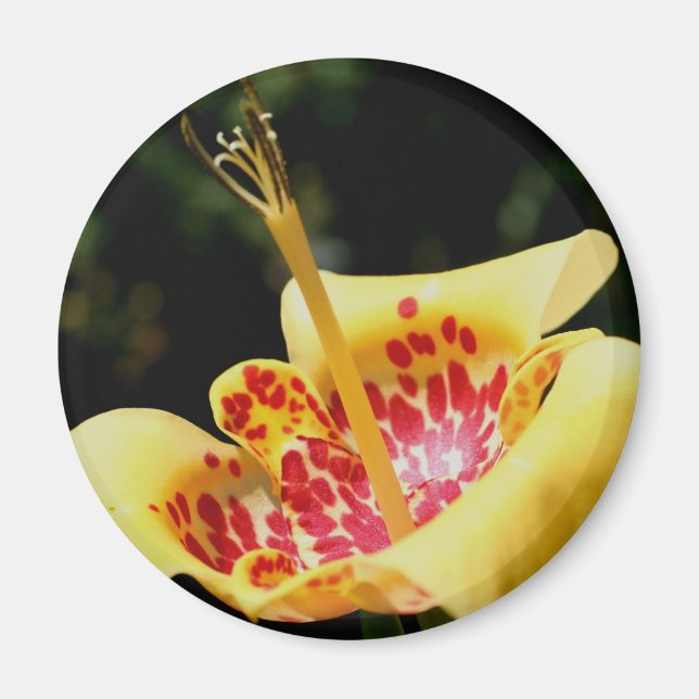 Íman Fotografia da Flor de Lírio com Manchas Amarelas (Frente)