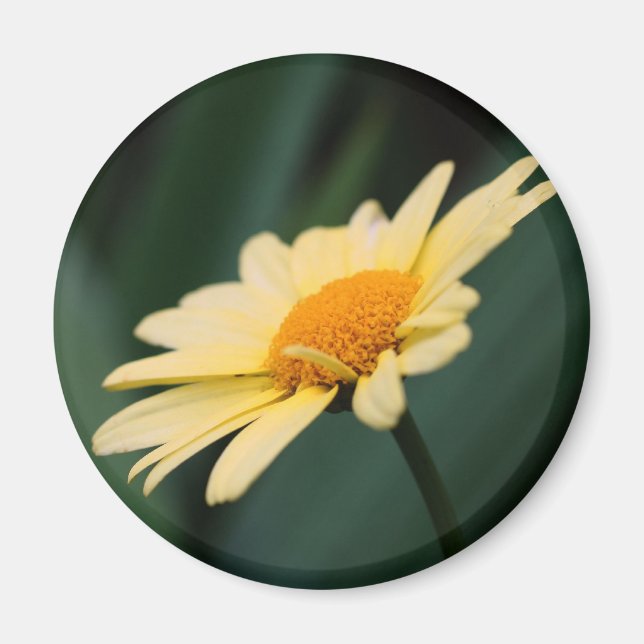 Íman Fotografia da Flor de Margarida Gloriosa (Frente)