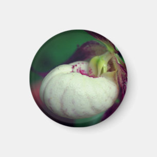Íman Fotografia da Flor de Sapatinho de Dama Branca