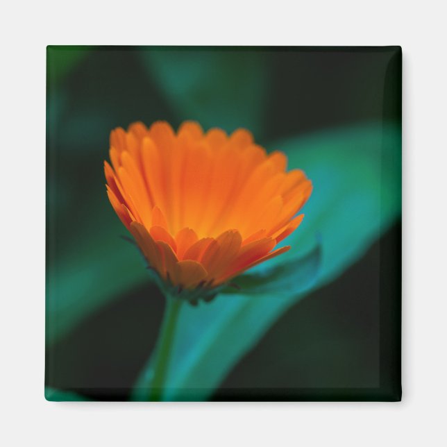 Íman Fotografia da Flor Margarida Laranja (Frente)