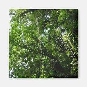 Íman Fotografia da Floresta Tropical de Jungle Ropes