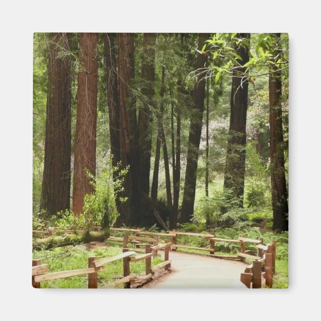 Íman Fotografia da Natureza da Trilha I de Muir Woods (Frente)