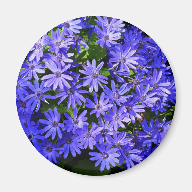 Íman Fotografia da Natureza das Flores Azuis (Frente)