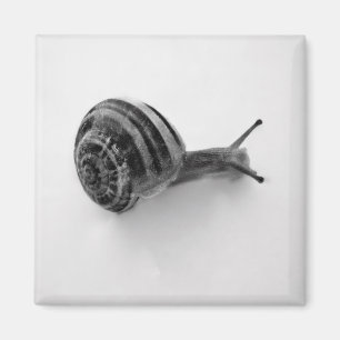 Íman Fotografia da Natureza de Caracol de Jardim
