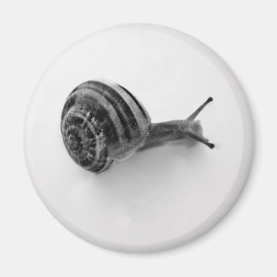 Íman Fotografia da Natureza de Caracol de Jardim