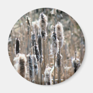 Íman Fotografia da Natureza de Taboas Desbotadas