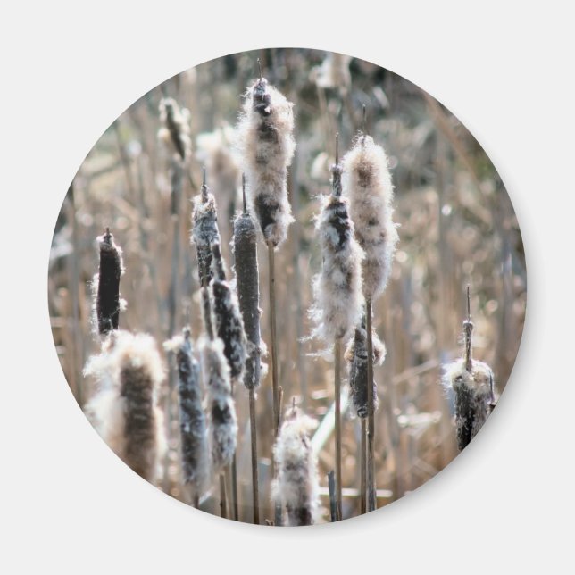 Íman Fotografia da Natureza de Taboas Desbotadas (Frente)
