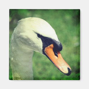 Íman Fotografia da Natureza do Cisne Branco Real