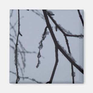 Íman Fotografia da natureza do inverno em Icy Branches