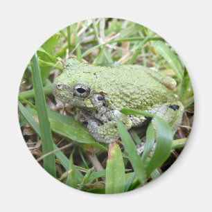 Íman Fotografia da Natureza do Sapinho-Verde-Cinzento-O