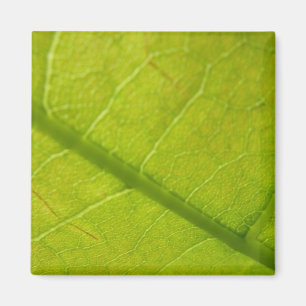 Íman Fotografia da Natureza Verde Folha