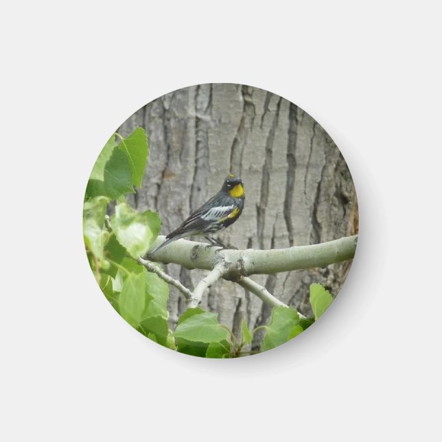Íman Fotografia da natureza Warbler de Audubon (Frente)