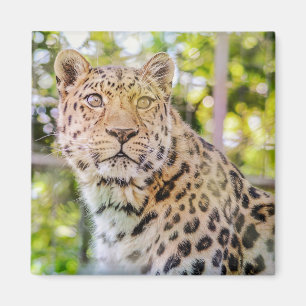 Íman Fotografia da Sessão de Leopardo