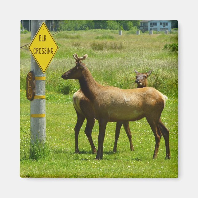 Íman Fotografia da vida selvagem de Elk Crossing na Cal (Frente)