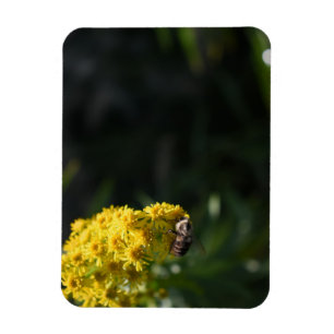 Íman Fotografia de Abelhas Amarelas