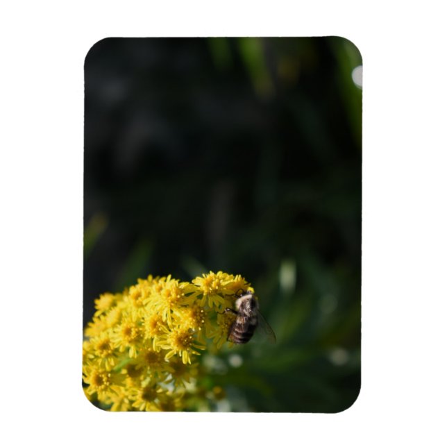 Íman Fotografia de Abelhas Amarelas (Vertical)