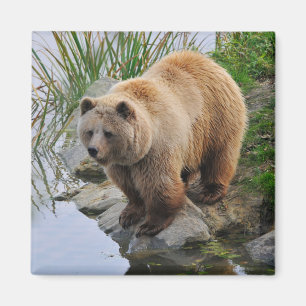 Íman Fotografia de animal selvagem Urso Pardo