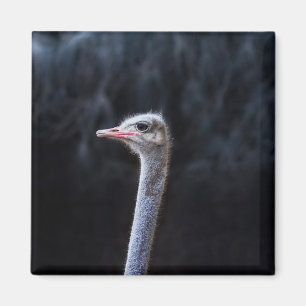 Íman Fotografia de Avestruz