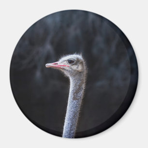 Íman Fotografia de Avestruz